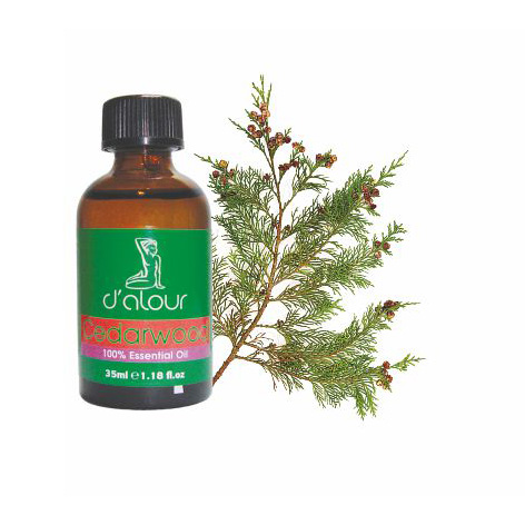 Cedarwood / Κέδρος