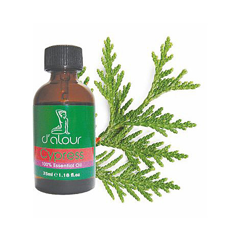 Cypress / Κυπαρίσσι