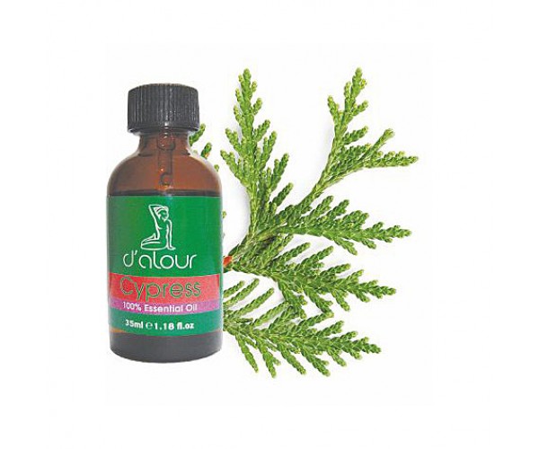 Cypress / Κυπαρίσσι