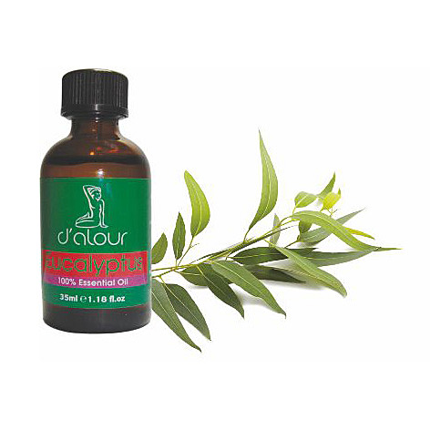 Eucalyptus / Ευκάλυπτος